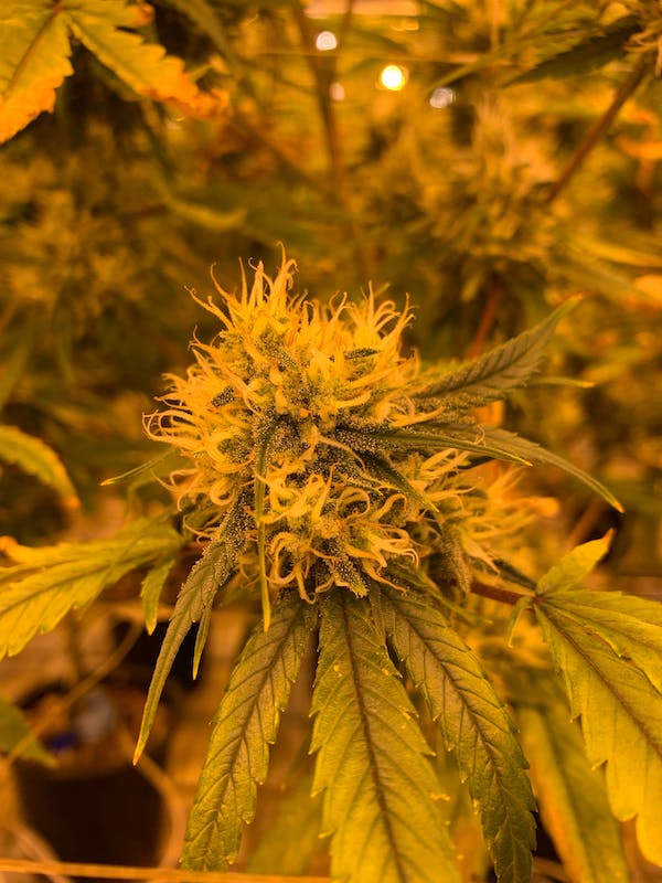 marijuana seeds online